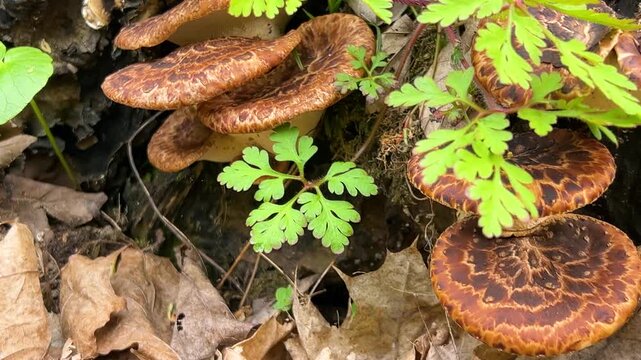 Polypore mushrooms growing on a tree trunk in the forest. Brown and orange bracket fungi with dark patterns. Close up shot of wild mushrooms on old wood. 