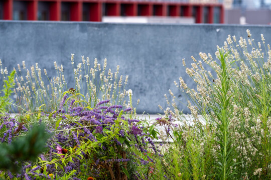 Modern architecture meets an urban outdoor garden as plants and flowers create greenery landscaping with ecology feeling and city nature detail