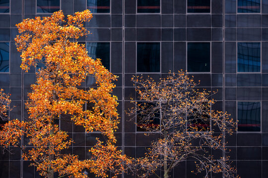 Autumn orange tree stands against a modern urban office facade where glass architecture and reflection build strong contrast in the city scene