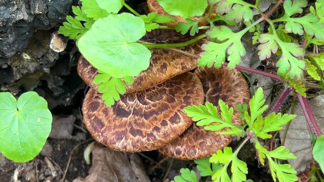 Polypore mushrooms growing on a tree trunk in the forest. Brown and orange bracket fungi with dark patterns. Close up shot of wild mushrooms on old wood. 