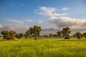 Tarde en la pradera © tomas