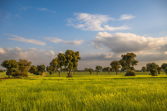 Tarde en la pradera