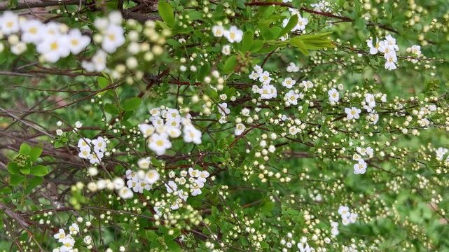 White spirea flowers blooming on a green bush in spring. Close up of thunberg spiraea branches swaying in the wind. Spring garden background with blossoming white flowers. 