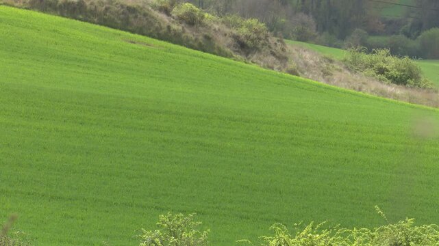 Lush green agricultural field waving in wind