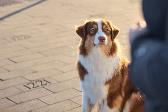 Red Australian Shepherd Aussie sitting on cobblestone in sunset light, looking attentively at the owner's silhouette