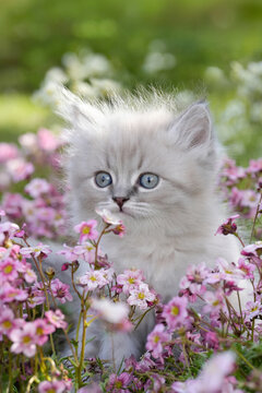 Neva Masquerade Kitten Blue Eyes Surrounded Pink Wildflowers &mdash; Enchanting Siberian Colorpoint Cat Close Up Portrait 
Magical Spring Garden Norway