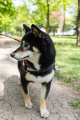 Fototapeta premium shiba inu portrait in the park