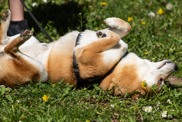 Fototapeta premium shiba inu portrait in the park