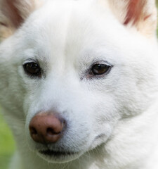 Fototapeta premium shiba inu portrait in the park