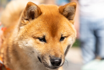 Fototapeta premium shiba inu portrait in the park