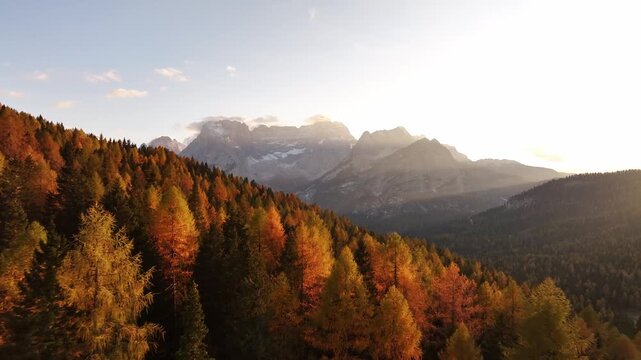 Scenic aerial view of fiery autumn colours in an alpine forest. Drone view of the Dolomites in the fall, Cortina d Ampezzo valley in autumn