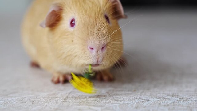 Cute guinea pig enjoys a flower in four playful moments