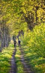 Fototapeta premium couple on bicycle on dirt road between spring trees in the netherlands