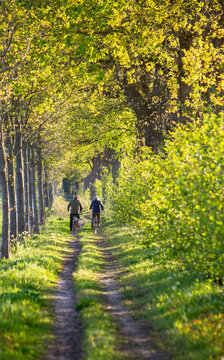 couple on bicycle on dirt road between spring trees in the netherlands