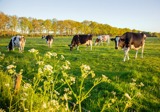 black and white spotted cows and barn at sunset in holland near utrecht