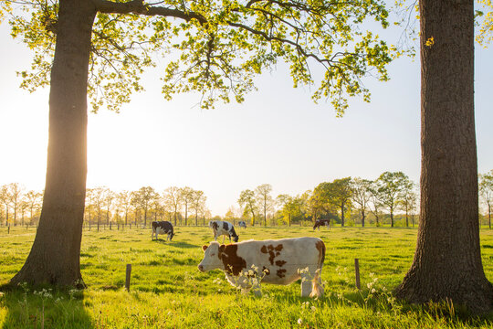 black and white spotted cows and barn at sunset in holland near utrecht