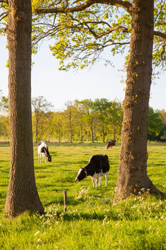 black and white spotted cows and barn at sunset in holland near utrecht