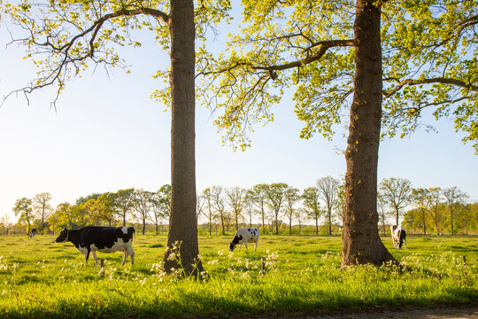 black and white spotted cows and barn at sunset in holland near utrecht