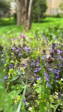 Purple flowers of glechoma hederacea bloom in a sunny garden. Small blossoms of ground ivy grow among green leaves. Blooming creeping charlie covers the ground in spring nature. 