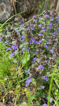 Purple flowers of glechoma hederacea bloom in a sunny garden. Small blossoms of ground ivy grow among green leaves. Blooming creeping charlie covers the ground in spring nature.