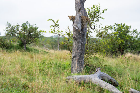 A young female leopard standing in a fork in a marula tree and looking towards the camera, Sabi Sands Game Reserve. 