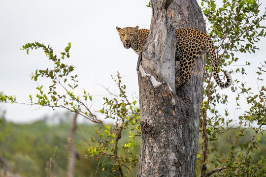 Closeup of a young female leopard standing in a fork in a marula tree and looking towards the camera, Sabi Sands Game Reserve. 