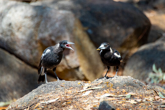 Australian Juvenile Magpie Fed by Mother