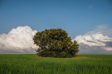Arbol solirario en la pradera © tomas