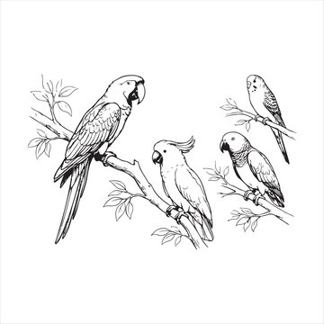 Four parrots sitting on tree branches with leaves illustration