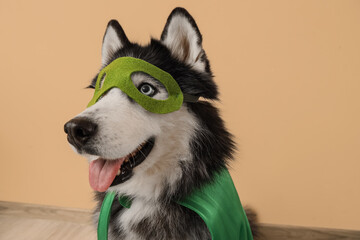 Cute husky dog in superhero costume near beige wall © Pixel-Shot