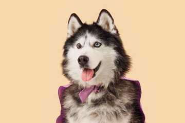 Cute husky dog in superhero costume on beige background © Pixel-Shot