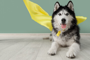 Cute husky dog in superhero costume near blue wall © Pixel-Shot