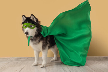 Cute husky dog in superhero costume near beige wall © Pixel-Shot
