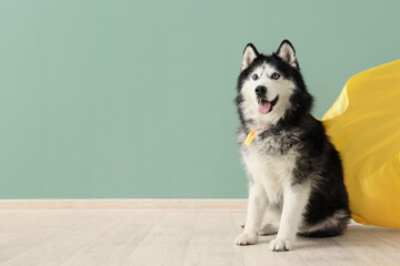 Cute husky dog in superhero costume near blue wall © Pixel-Shot