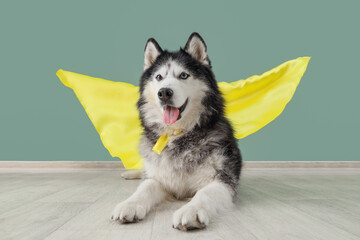 Cute husky dog in superhero costume near blue wall © Pixel-Shot