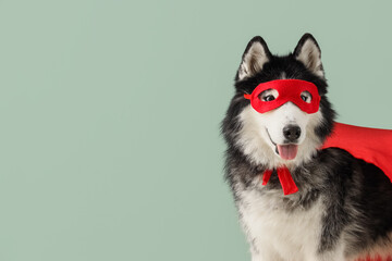 Cute husky dog in superhero costume on blue background © Pixel-Shot