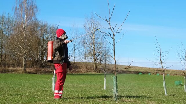 Worker spraying pesticide on a backyard for pest control, close-up, handles bushes. Gardening care work season. Early spring treatment of fruit trees, fungicide. Protecting the garden from diseases 4K