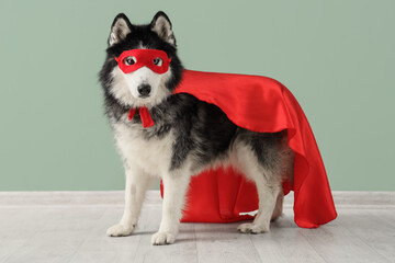 Cute husky dog in superhero costume near blue wall © Pixel-Shot