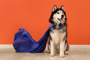 Cute husky dog in superhero costume near orange wall © Pixel-Shot
