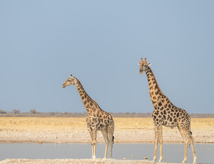 Giraffes at a waterhole in Etosha National Park, Namibia, Africa © dvlcom