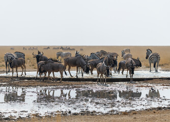 Naklejka premium Blue Wildebeest and Plains Zebra at a waterhole in Etosha National Park, Namibia, Africa