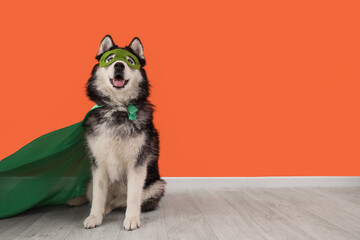 Cute husky dog in superhero costume near orange wall © Pixel-Shot