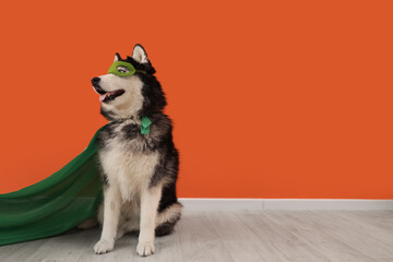 Cute husky dog in superhero costume near orange wall © Pixel-Shot
