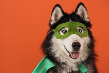 Cute husky dog in superhero costume on orange background © Pixel-Shot