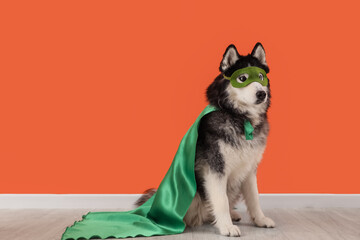 Cute husky dog in superhero costume near orange wall © Pixel-Shot