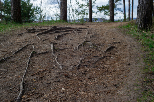 Pine tree roots have emerged from the ground on the banks of the Oka River in Nizhny Novgorod, Russia.