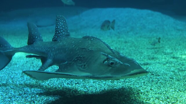 Bowmouth guitarfish swimming gracefully over sandy seabed in deep blue aquarium tank water.