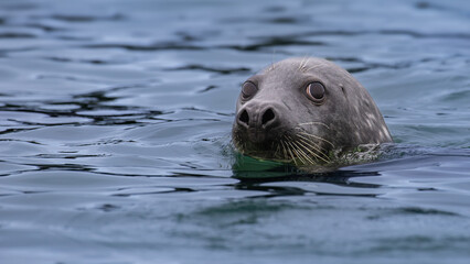Fototapeta premium Curious grey seal swims close to the beach of Heligoland