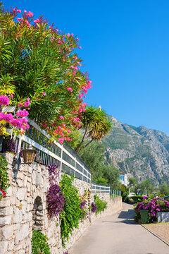 walkway limone along a wall. blooming oleander and palm. italian tourist resort. blue sky.