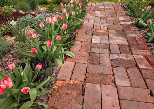 A Mass of Judith Leyster Tulips Along an Old Red Brick Path